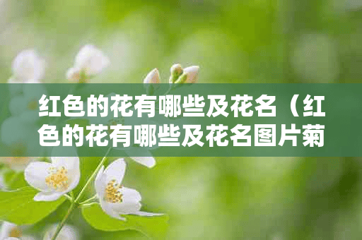 红色的花有哪些及花名（红色的花有哪些及花名图片菊花）