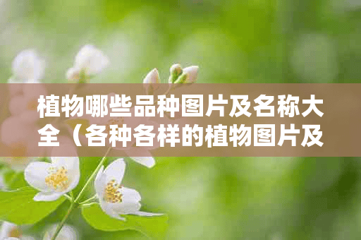 植物哪些品种图片及名称大全（各种各样的植物图片及名称）