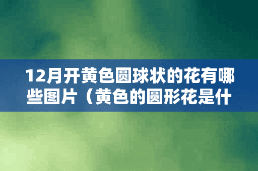 12月开黄色圆球状的花有哪些图片（黄色的圆形花是什么花）