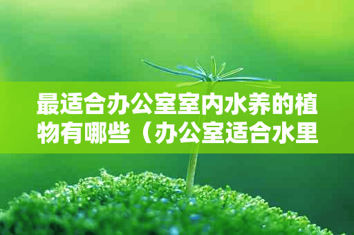 最适合办公室室内水养的植物有哪些（办公室适合水里养的植物）