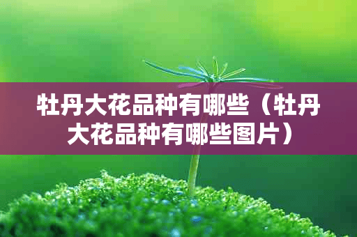 牡丹大花品种有哪些（牡丹大花品种有哪些图片）