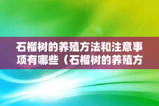 石榴树的养殖方法和注意事项有哪些（石榴树的养殖方法和注意事项有哪些视频）