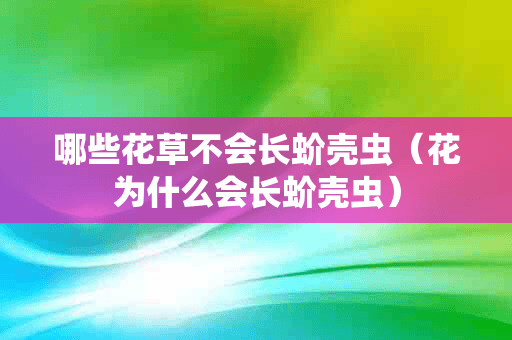 哪些花草不会长蚧壳虫（花为什么会长蚧壳虫）